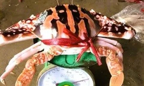 Vụ hóa đơn bữa ăn 18 triệu đồng: Ghẹ đỏ là hải sản gì mà giá tới 1,7 triệu/kg ở Sầm Sơn?
