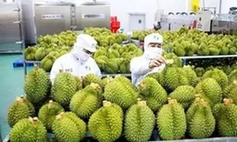 Sầu riêng 'tắc' kiểm nghiệm Cadimi, rớt giá: Đang làm việc với Trung Quốc