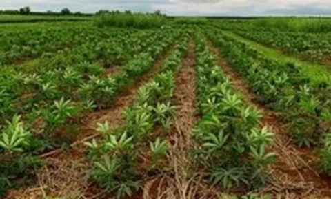 Mỏ 'vàng trắng dưới lòng đất' của Việt Nam vừa đón tin cực vui từ Hàn Quốc