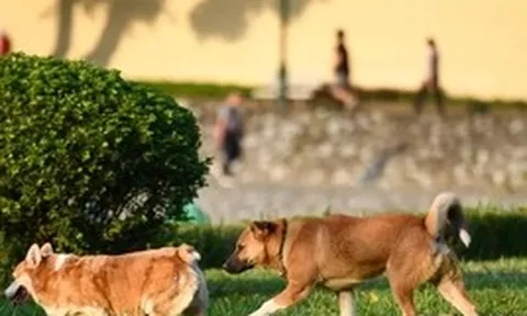 Từ 1/8, phạt tới 2 triệu đồng nếu để chó ra đường không rọ mõm