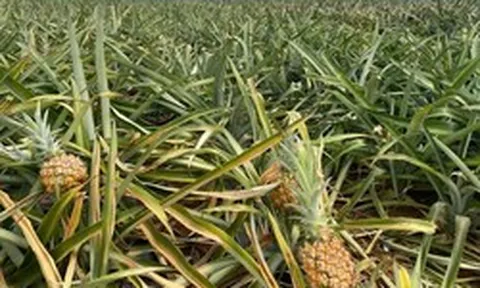 Dứa Thanh Hóa rẻ như cho, lên Hà Nội giá 25.000 đồng/kg