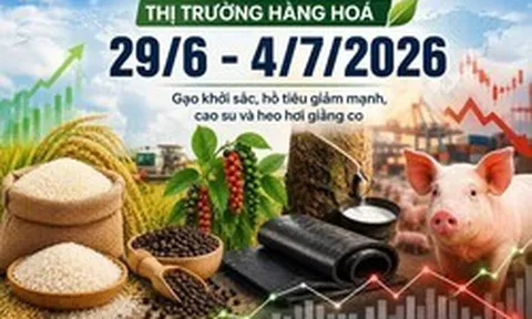 Thị trường hàng hóa tuần qua (29/6 - 4/7): Gạo khởi sắc, hồ tiêu giảm mạnh, cao su và heo hơi giằng co