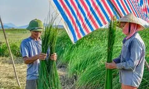 "Mùa vàng" trên cánh đồng cói lớn nhất Thanh Hóa