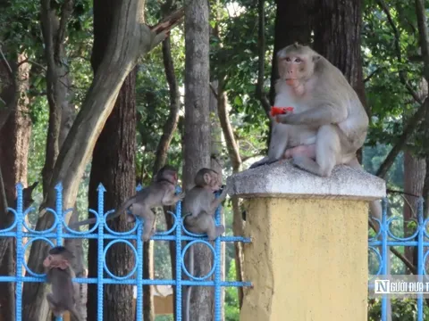 Độc đáo "vương quốc" khỉ giữa rừng Tòa Thánh Tây Ninh
