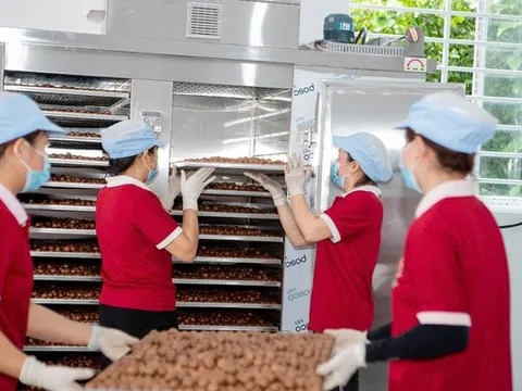 Áp dụng tiêu chuẩn VietGAP giúp mắc ca tăng giá bán từ 10 – 20% so với sản xuất thông thường