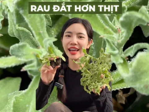 Sự thật về rau xà lách giá 300k/kg, vị mặn như muối đang được săn lùng nhất Việt Nam