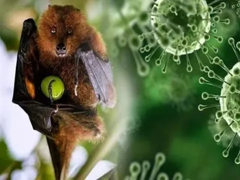 Virus Nipah quay trở lại Ấn Độ: Giới chuyên gia nói gì về nguy cơ xâm nhập Việt Nam?