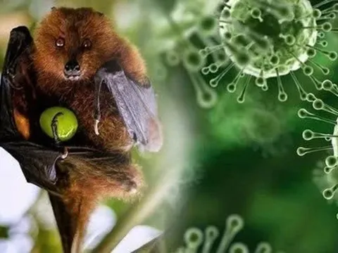 Tiết lộ thêm sự thật về virus Nipah đang gây lo sợ
