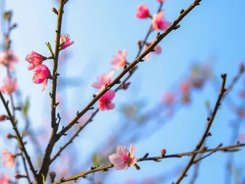 Đào rừng nở rộ trên núi đá Cao Sơn, mang về tiền tỷ cho bản vùng cao