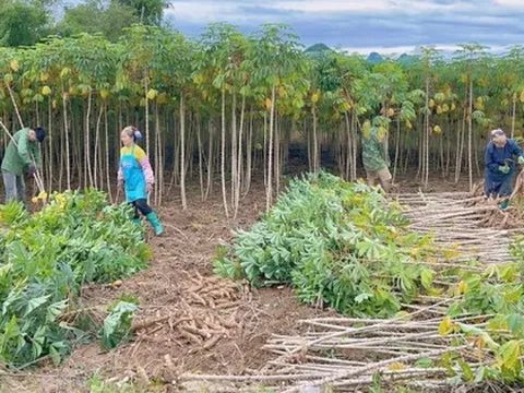 Không phải gạo hay sầu riêng, 'vàng dưới lòng đất' của Việt Nam được Trung Quốc săn lùng đến 94%: Giá xuất khẩu lao dốc mạnh, nước ta sản xuất 18 triệu tấn mỗi năm