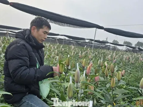 Cận Tết Bính Ngọ, nhà vườn Hà Nội 'nín thở' chờ hoa nở đúng dịp