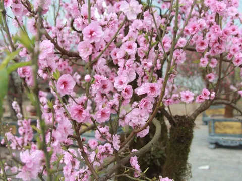 Đào đá phủ đầy rêu phong nở sớm, tiểu thương “đứng ngồi không yên”