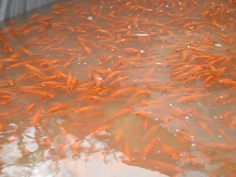 "Thủ phủ" cá chép đỏ tất bật trước ngày ông Công, ông Táo, nhiều hộ thu hàng trăm triệu đồng