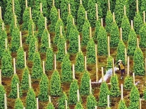 Thuế Mỹ siết chặt, 'vàng đen' của Việt Nam vẫn lập kỷ lục hơn 2 tỷ USD, các doanh nghiệp xuất khẩu tăng trưởng hàng nghìn %