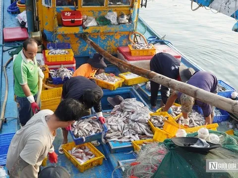 Chuyến biển cuối năm ở Lâm Đồng: Có trúng – có lo, nhưng niềm vui vẫn đầy khoang