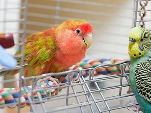 Campuchia cảnh báo