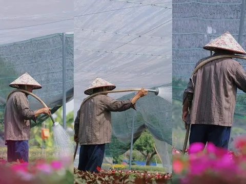 Nhà vườn Tp.HCM tất bật "chăm hoa, đón xuân"