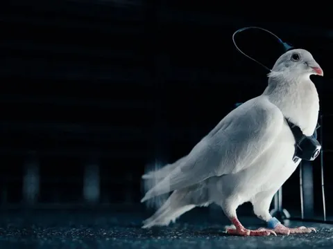 Phát minh như khoa học viễn tưởng của Nga gây chấn động giới công nghệ: Cấy chip não biến chim bồ câu thành thiết bị bay, không lo hết pin, tiếp cận được mọi địa hình