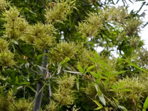 Một cây bạc tỷ của Việt Nam vừa lập kỷ lục xuất khẩu cao nhất lịch sử: Tổng thu hơn 300 triệu USD, doanh nghiệp nào đóng góp lớn nhất?