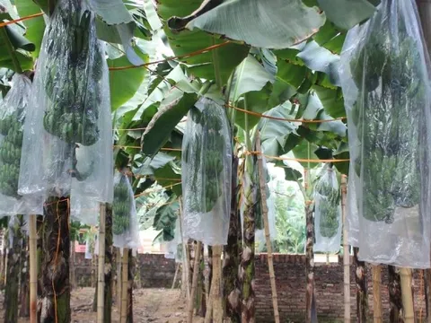 Chuối tiêu vào vụ Tết, buồng đẹp có giá tiền triệu