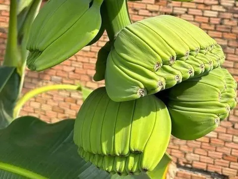 Bỏ tiền mua giống "lạ", anh nông dân đổi đời vì khách săn mua loại trái cây "không đụng hàng" chưng Tết