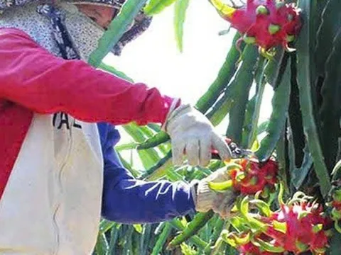 Thanh long Tây Ninh ngày Tết "ngọt" nhưng vẫn nặng nỗi lo