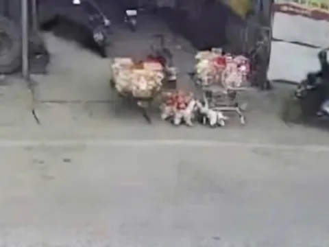 Hai trẻ bị tài xế 'ma men' tông văng khi đang chơi trước nhà, một cháu tử vong