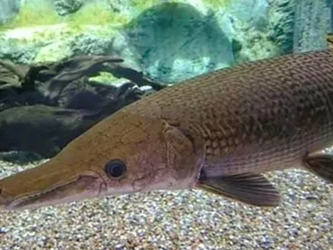 Sở Y tế Thanh Hóa thông tin chính chức vụ ngộ độc do ăn trứng cá phúc lộc thọ