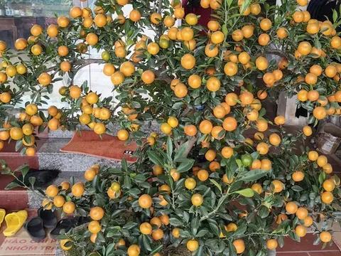 Cảnh báo nguy cơ ngộ độc nếu ăn quất cảnh sau Tết