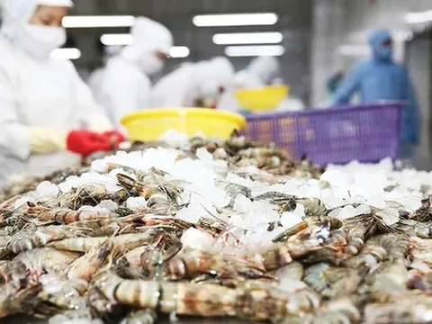Mỹ giảm mạnh thuế chống bán phá giá, tôm Việt Nam vẫn gặp áp lực từ 1 đối thủ lớn