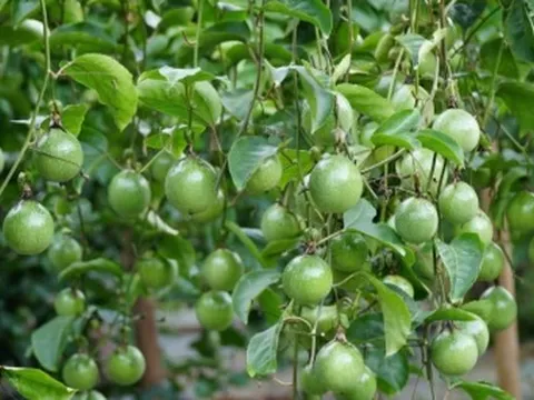 Việt Nam vừa đón 'tin vui 500 triệu USD' từ châu Âu