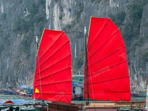 Lý do thuyền buồm đỏ ‘gây sốt’ vịnh Hạ Long tạm dừng hoạt động