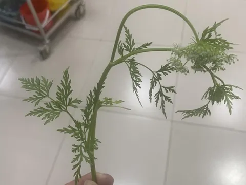 Lạng Sơn: Nhìn giống rau cần nên vội hái đem về nấu ăn, 3 người bị ngộ độc phải nhập viện cấp cứu