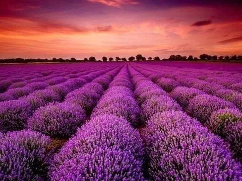 Bất ngờ một cổ phiếu ngược dòng “trần cứng” giữa lúc 300 mã nằm sàn