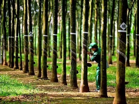 Cao su Hòa Bình giải trình việc cổ phiếu HRC tăng trần 5 phiên liên tiếp