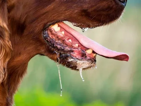 Bé gái 6 tuổi tử vong sau khi bị chó dại cắn từ 3 tháng trước