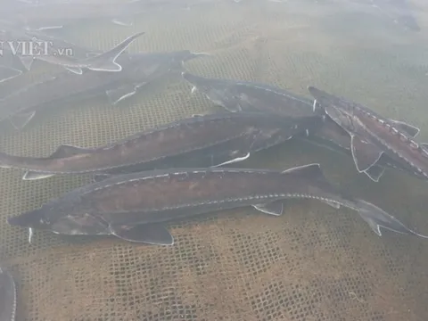 Lão nông Đắk Nông thu 1,8 tỷ đồng từ nuôi loài 'thủy quái' râu dài, không xương, không vảy