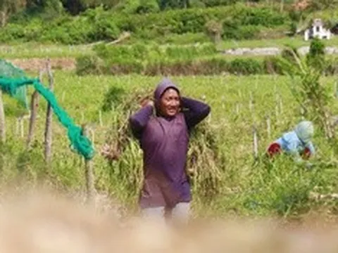 "Vàng trắng" Lý Sơn mất giá