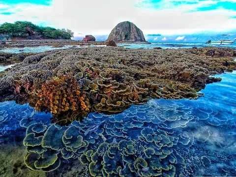 Ngắm vẻ đẹp hiếm có của Hòn Yến, nơi chẳng cần lặn biển vẫn có thể ngắm san hô