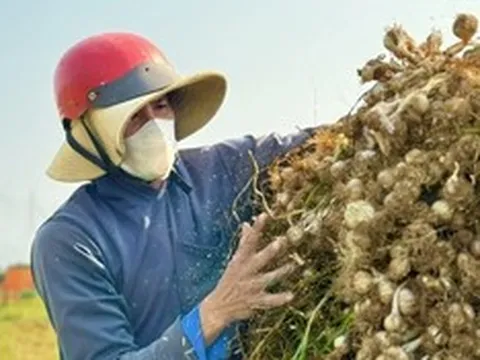 Chạy đua thu hoạch tỏi trên đảo Lý Sơn, nông dân thu tiền triệu mỗi ngày