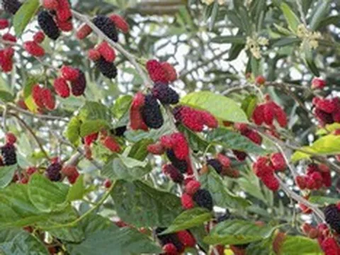 Loại quả “siêu dinh dưỡng” tốt ngang nhân sâm, giá rẻ bất ngờ, đang vào mùa chín rộ