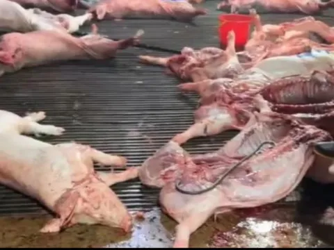 Công ty Cổ phần Dịch vụ Suất ăn Công nghiệp Hà Nội lên tiếng về việc có ký hợp đồng với Cường Phát