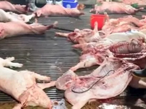 Vụ lợn bệnh vào trường học, lộ 2 trường dùng thịt của Công ty Cường Phát