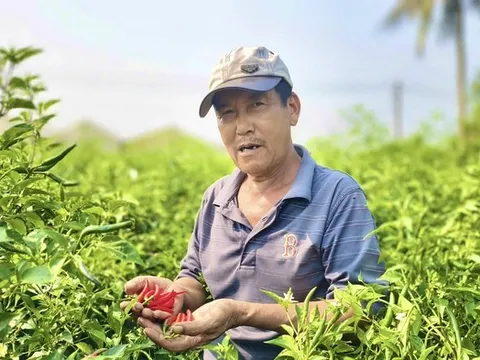 Được mùa mất giá, người trồng ớt Quảng Ngãi “ngồi trên lửa”