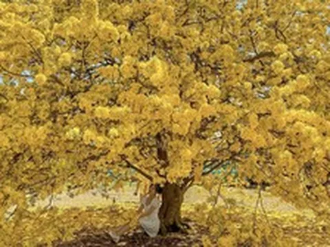 Vụ tịch thu 42 cây mai vàng "không giấy tờ": Người trồng mai ở miền Tây lo ngại