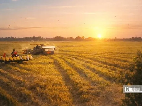 Chiêm ngưỡng sắc vàng trải dài bất tận tại Đồng Tháp Mười