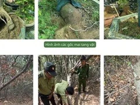 Vụ tịch thu 42 gốc mai ở Côn Đảo: Kiểm lâm trả lại 21 gốc cây