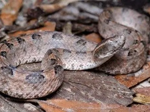 Báo động số ca rắn cắn tăng mạnh mùa hái điều