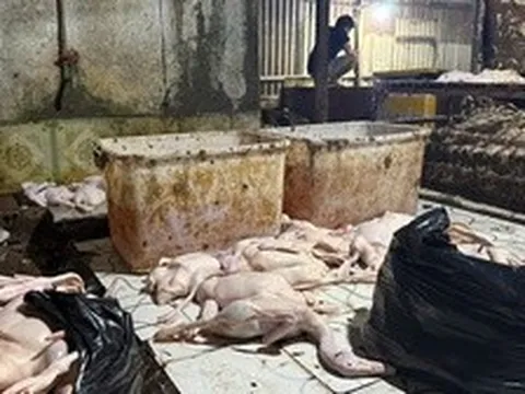 Đột kích điểm giết mổ vịt ở TPHCM lúc rạng sáng