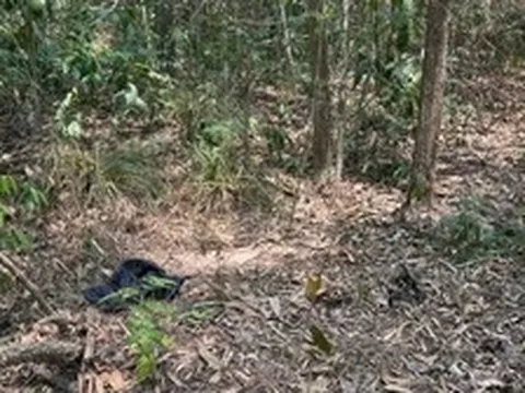 Người đàn ông khoảng 72kg chưa rõ danh tính tử vong trong rừng phòng hộ Dầu Tiếng